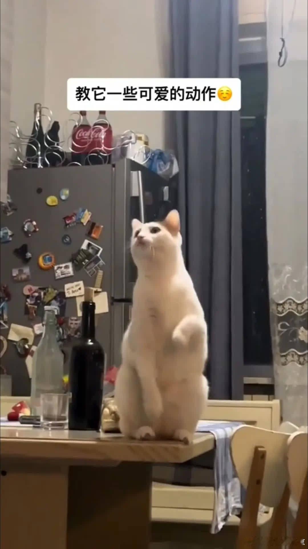 猫：这个我会！萌宠宠物