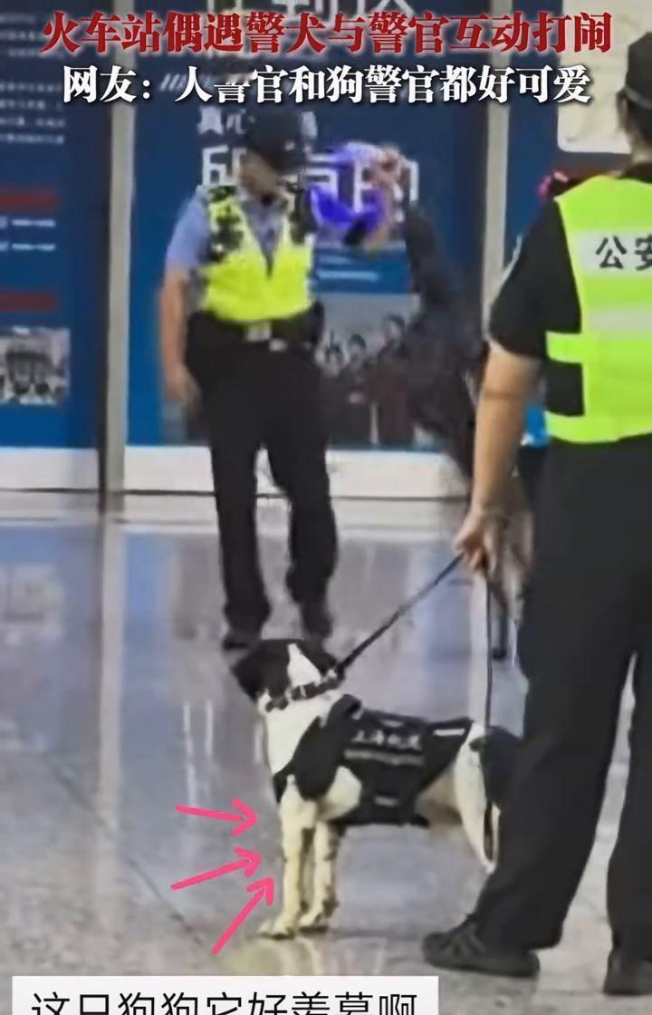 火车站偶遇警犬与警官互动打闹。网友：人警官和狗警官都好可爱。
好美草，指令完成的