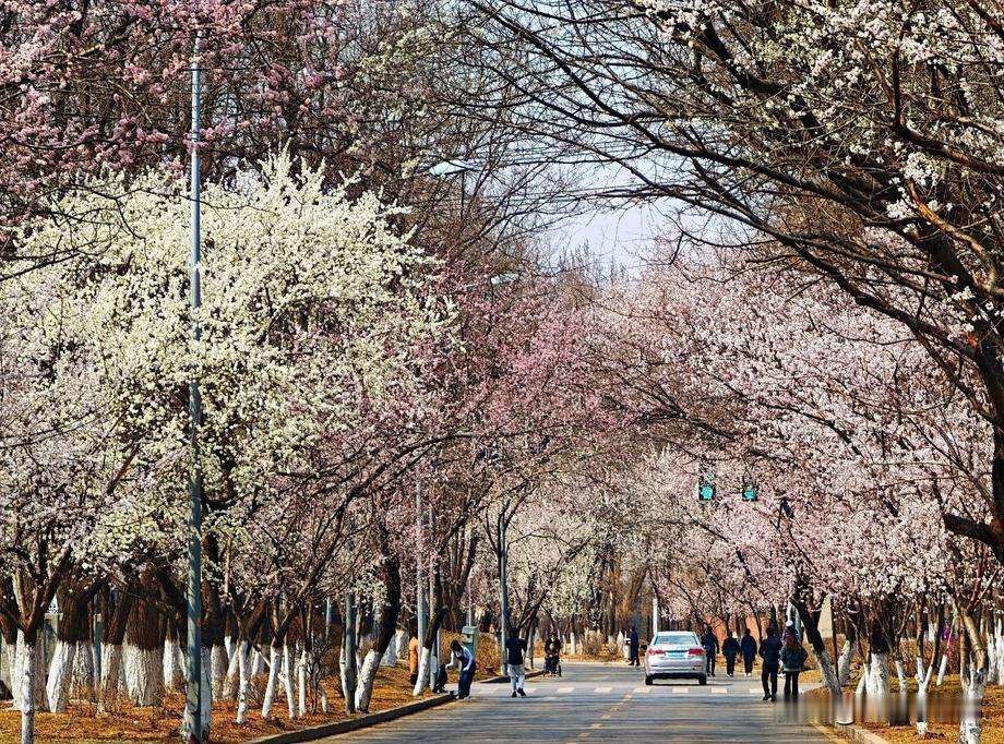 东北自驾游选对时间很重要
其实每个季节有每个季节的旅游看点
1、踏青，感受鲜花盛
