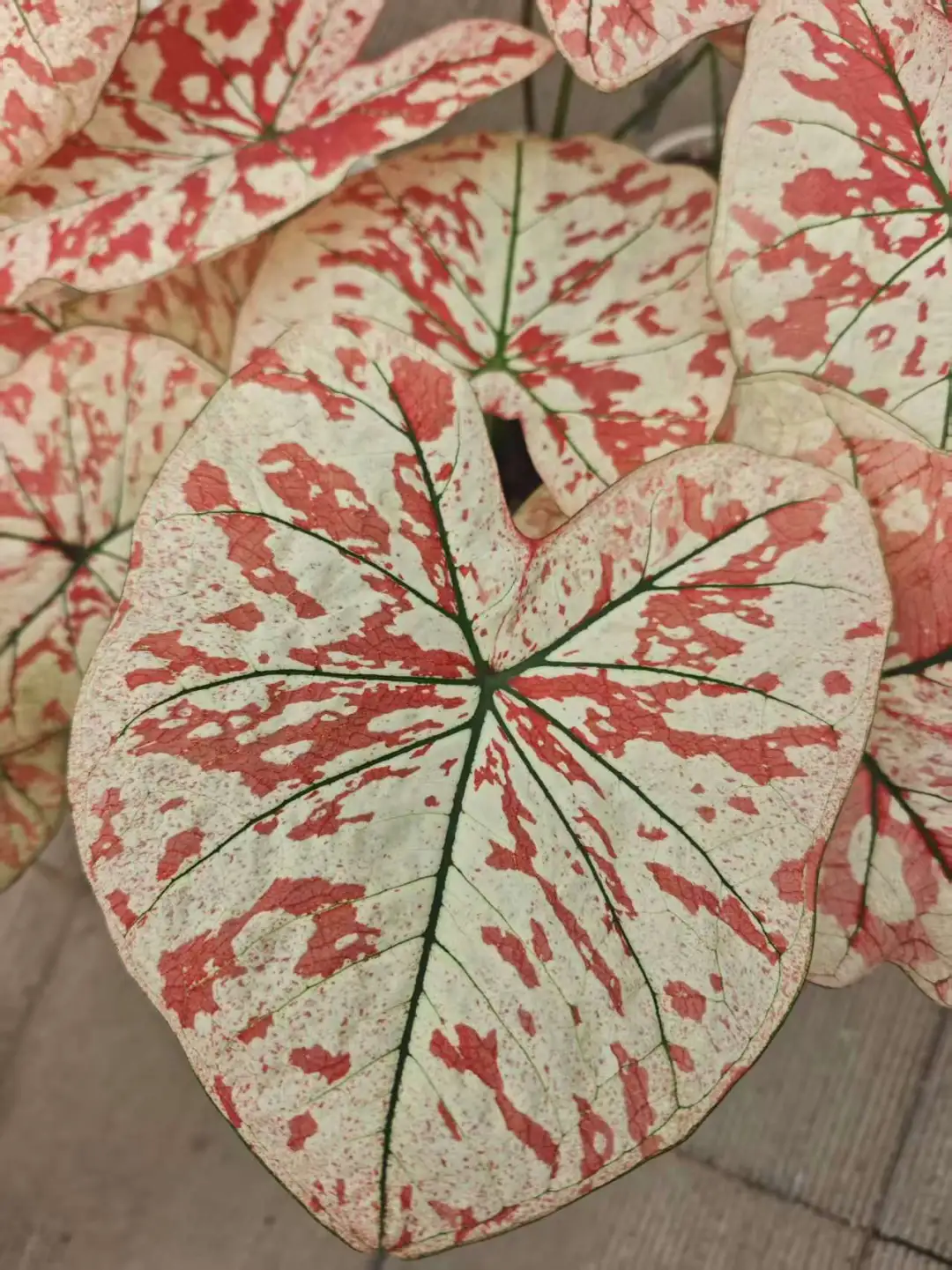 白宇宙——白底宇宙唯一