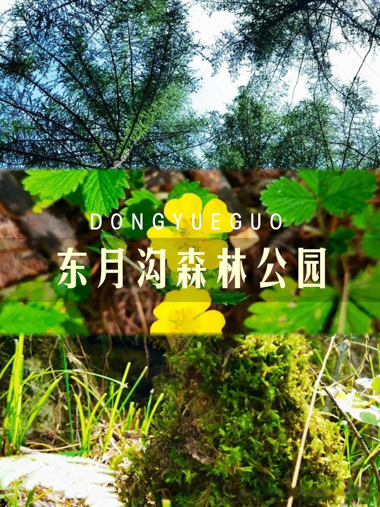 林间氧吧｜东月沟森林公园一日游全攻略

🌿刚解锁了陇南的小众秘境！人少景美还能