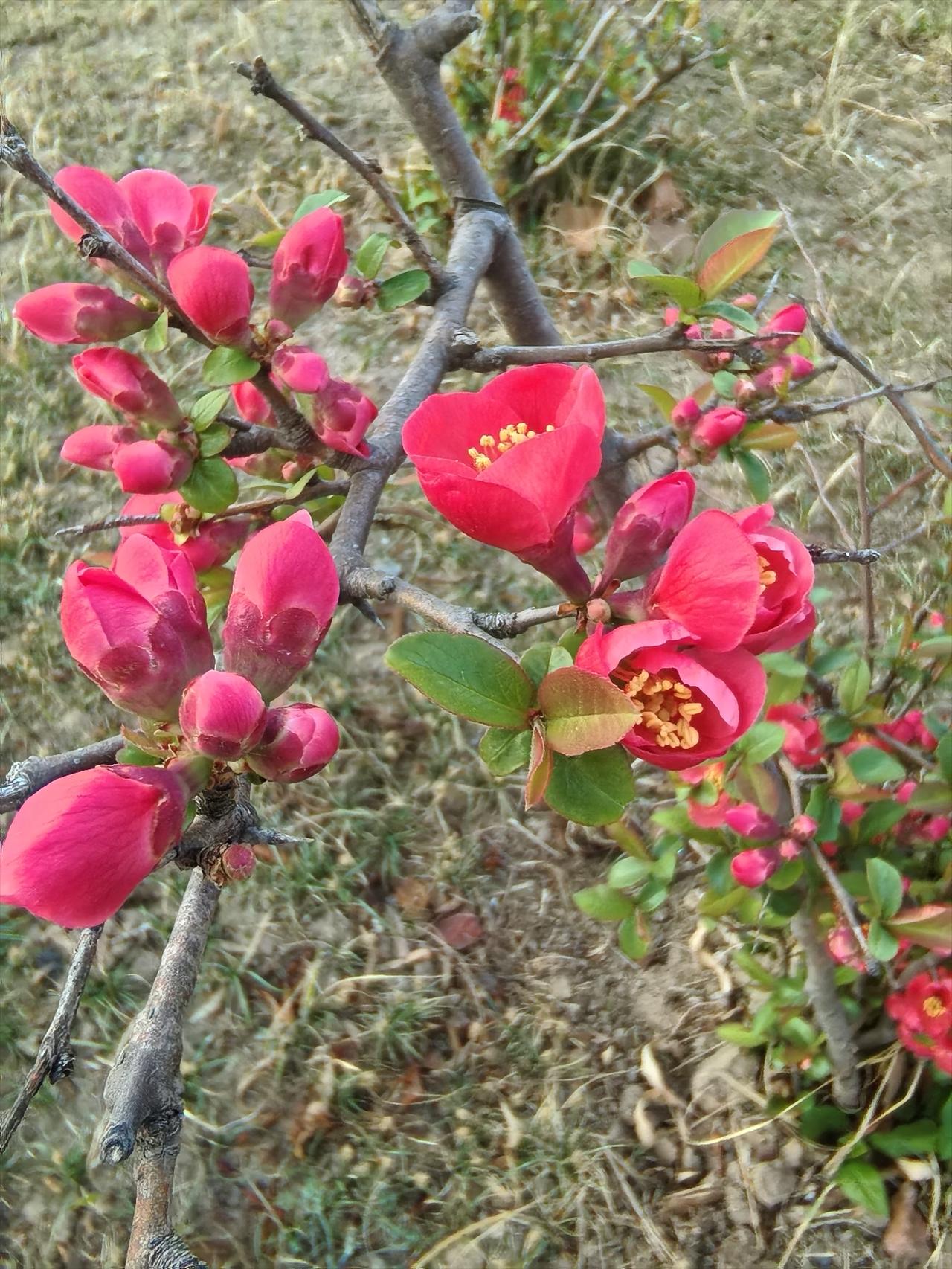 晒图笔记大赛这是海棠花