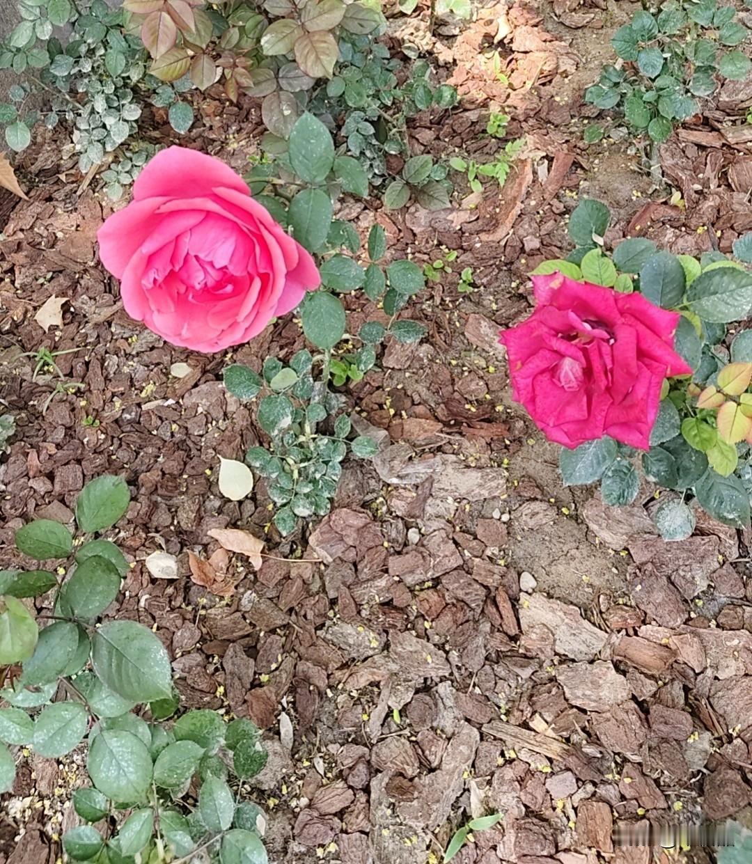 邻居之间到底打招呼吗？我觉得和邻居就像和同事一样，有合作互助可以合作，没有就正常