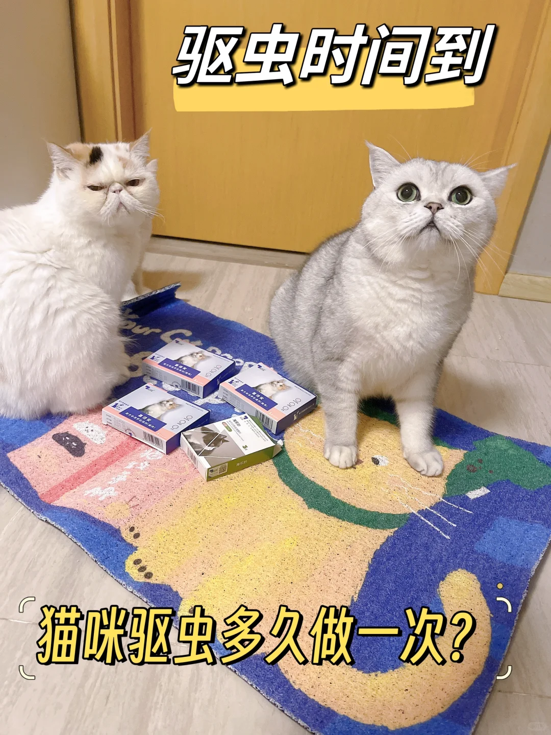猫咪驱虫到底多久做一次？