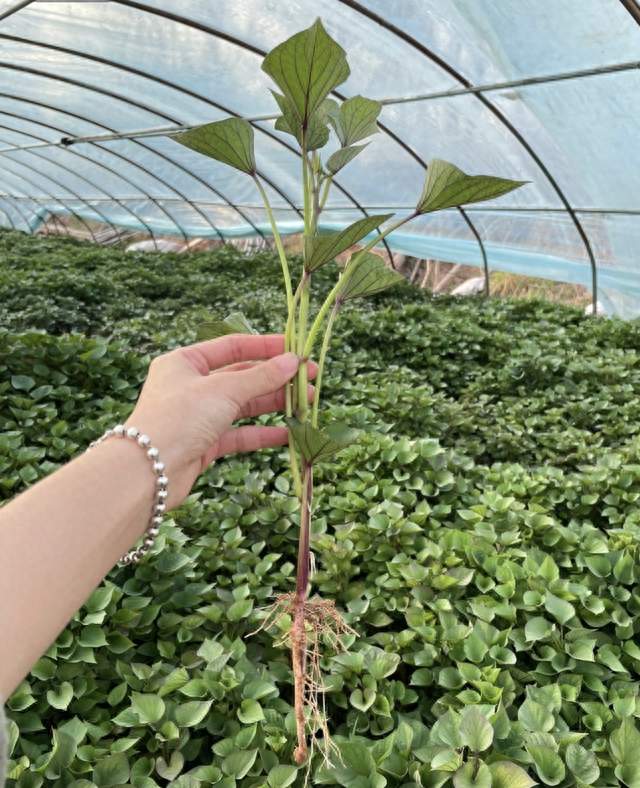 红薯亩产高达6000斤，为啥始终成不了主粮？真不只是难消化
