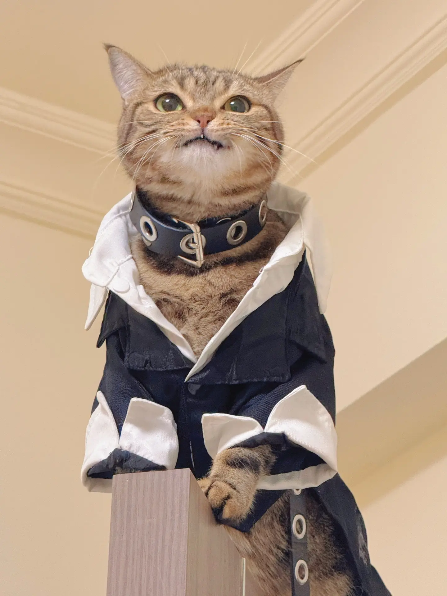 帅t猫。有点小帅！但不多！