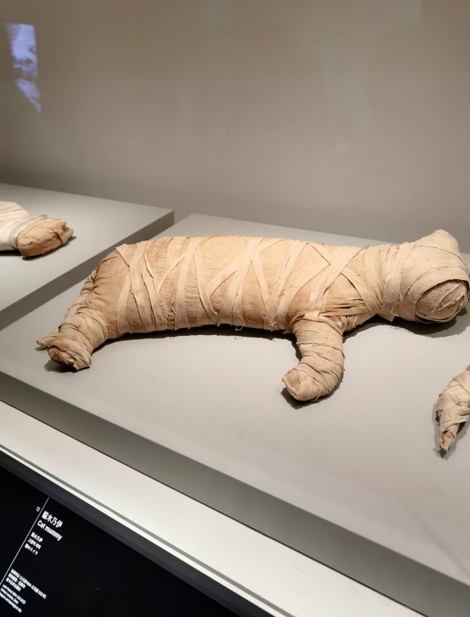 同事晒她的假期出游分享-观展猫猫木乃伊。她觉得好可爱，我觉得好残忍。 