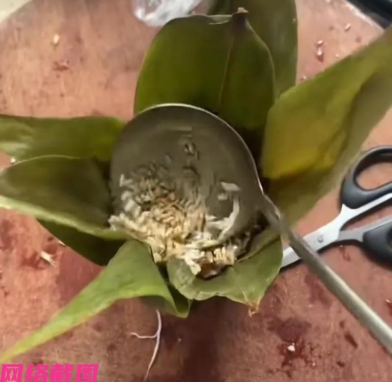 端午节有女子在家里包粽子，自认为学习网上教程，理解不会错，只是女子看到自己最后的