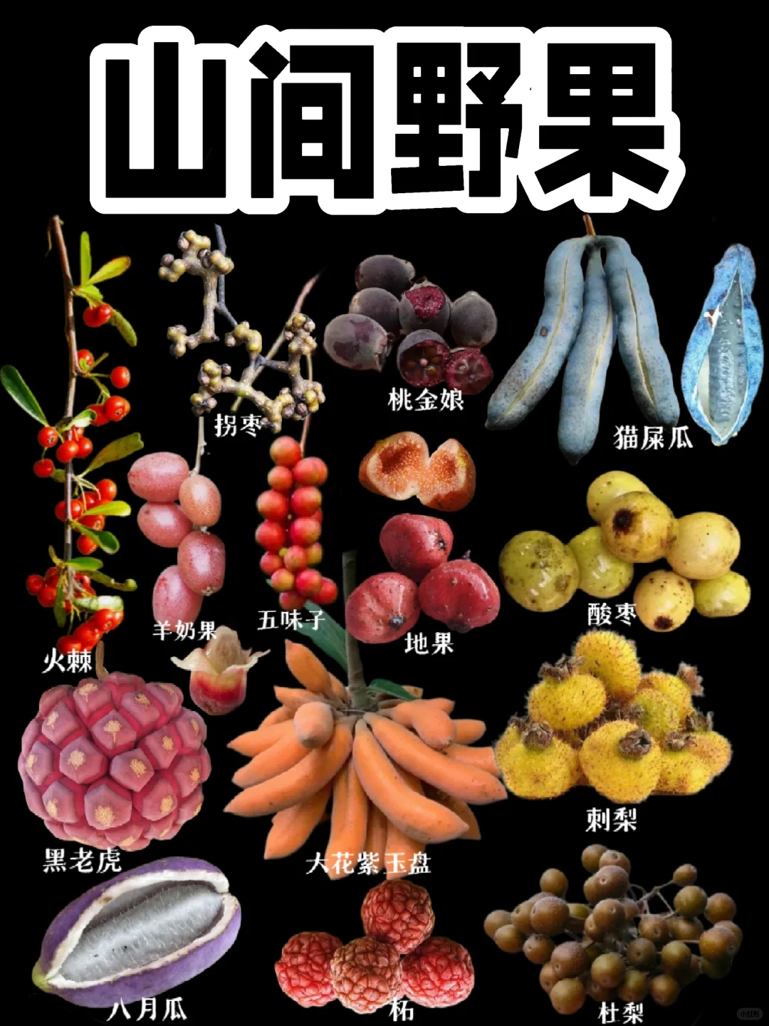 【野果】大家都吃过哪些野果呀