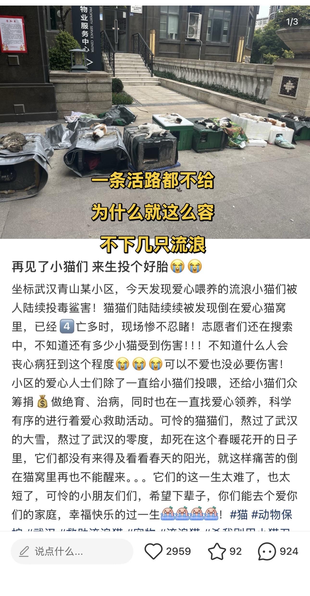 可怜的猫猫们，熬过了武汉的大雪，熬过了武汉的零度，却没能熬过这个春暖花...