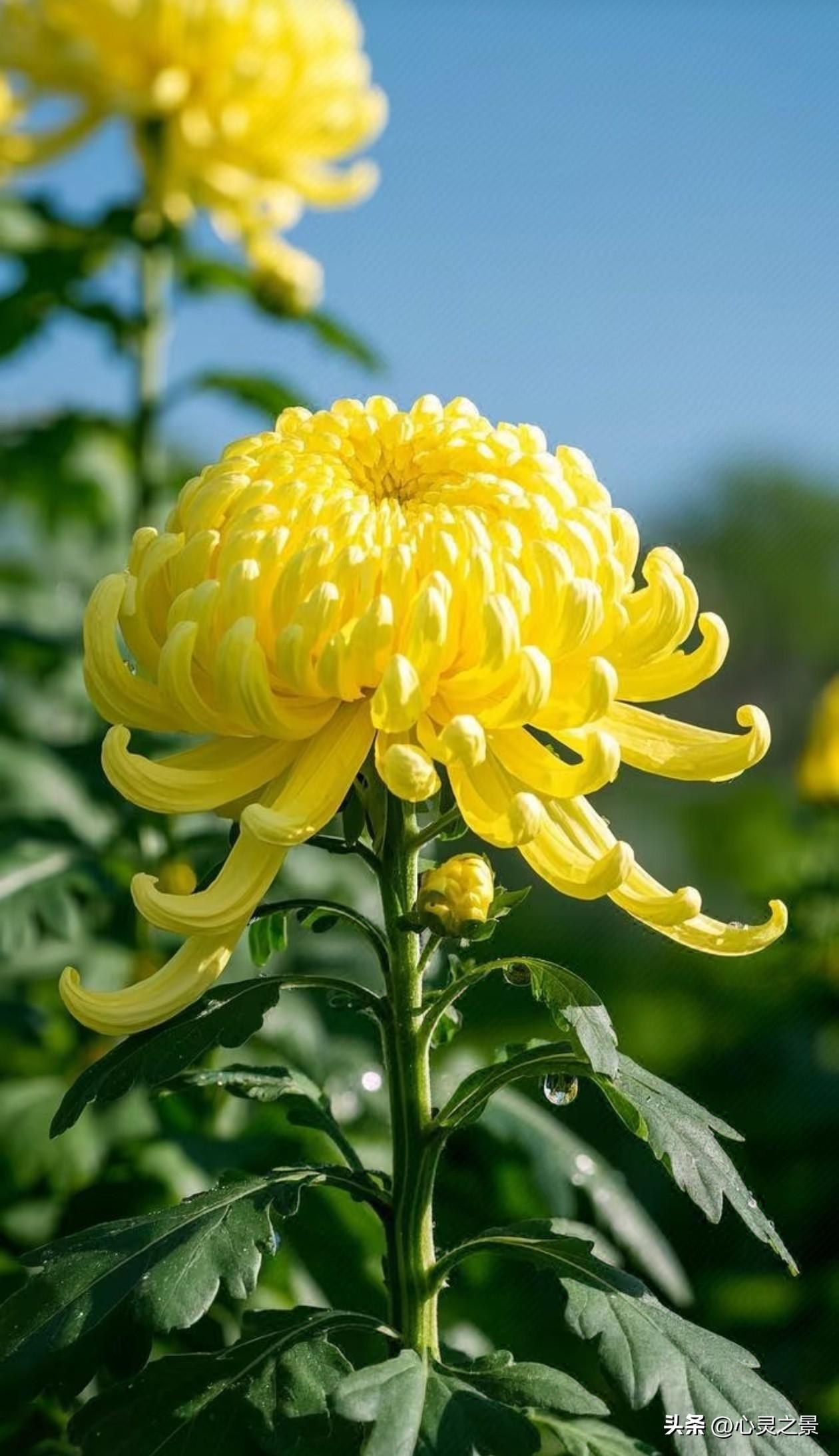 晴空暖阳下，金黄秋菊舒展卷曲绵长的花瓣，叶片垂落透亮水珠，在天光里漾着温柔明亮的