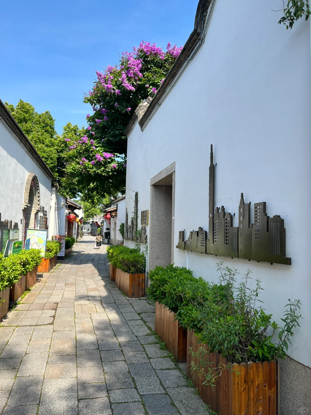 福州植物美图｜盛开在坊巷的大花紫薇