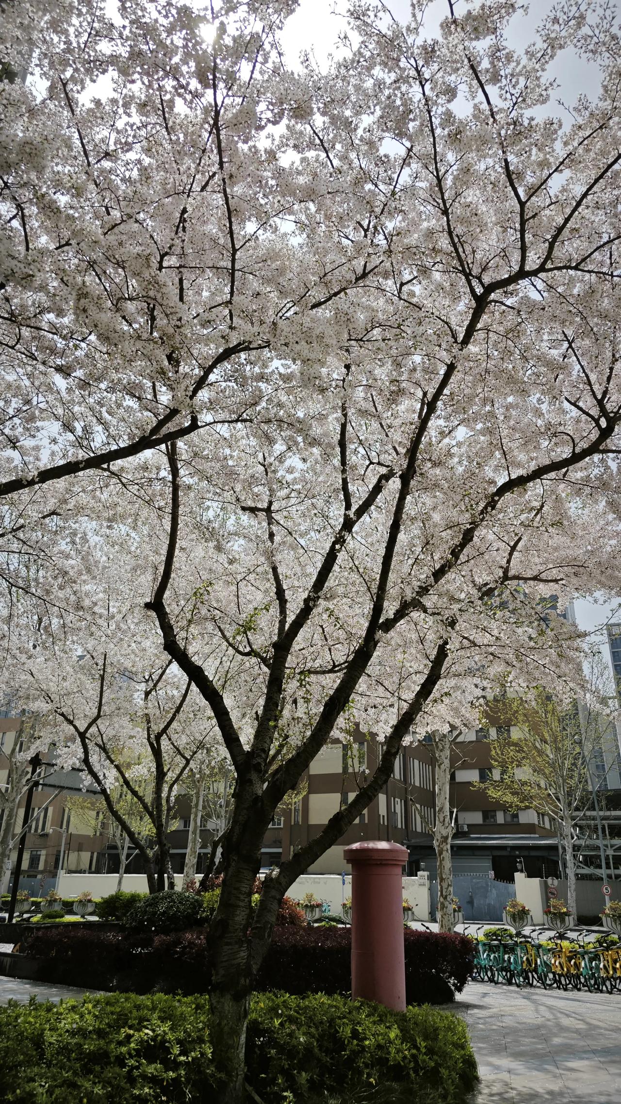 樱花盛开，春意盎然，美不胜收！🌸🌸🌸