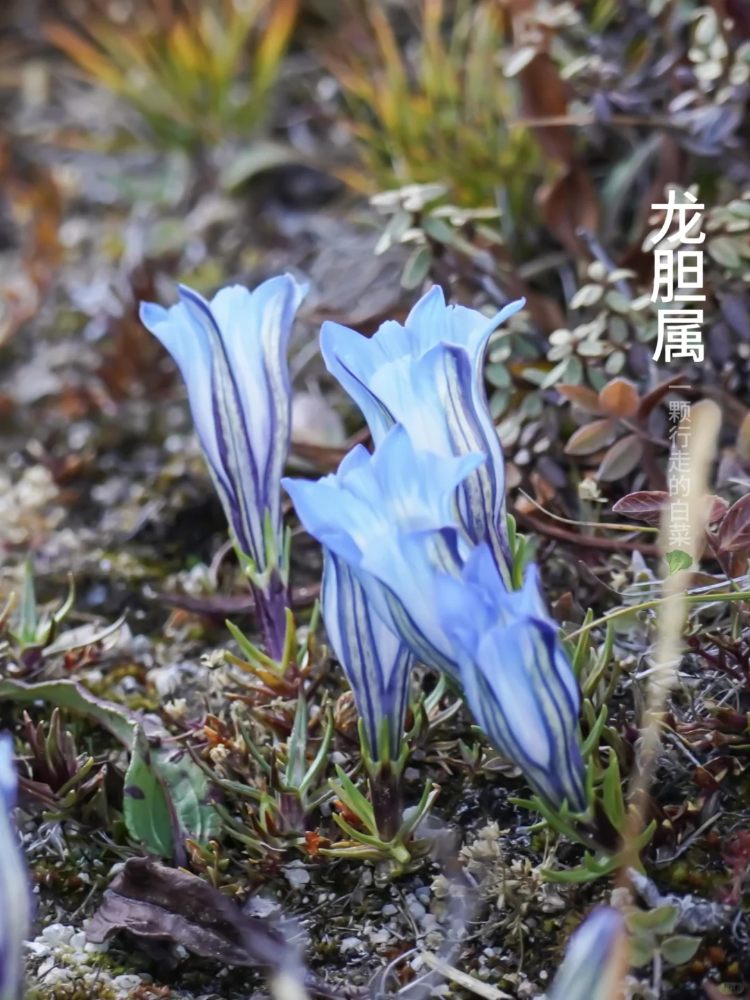 龙胆｜谁见过了高山上的“蓝精灵”