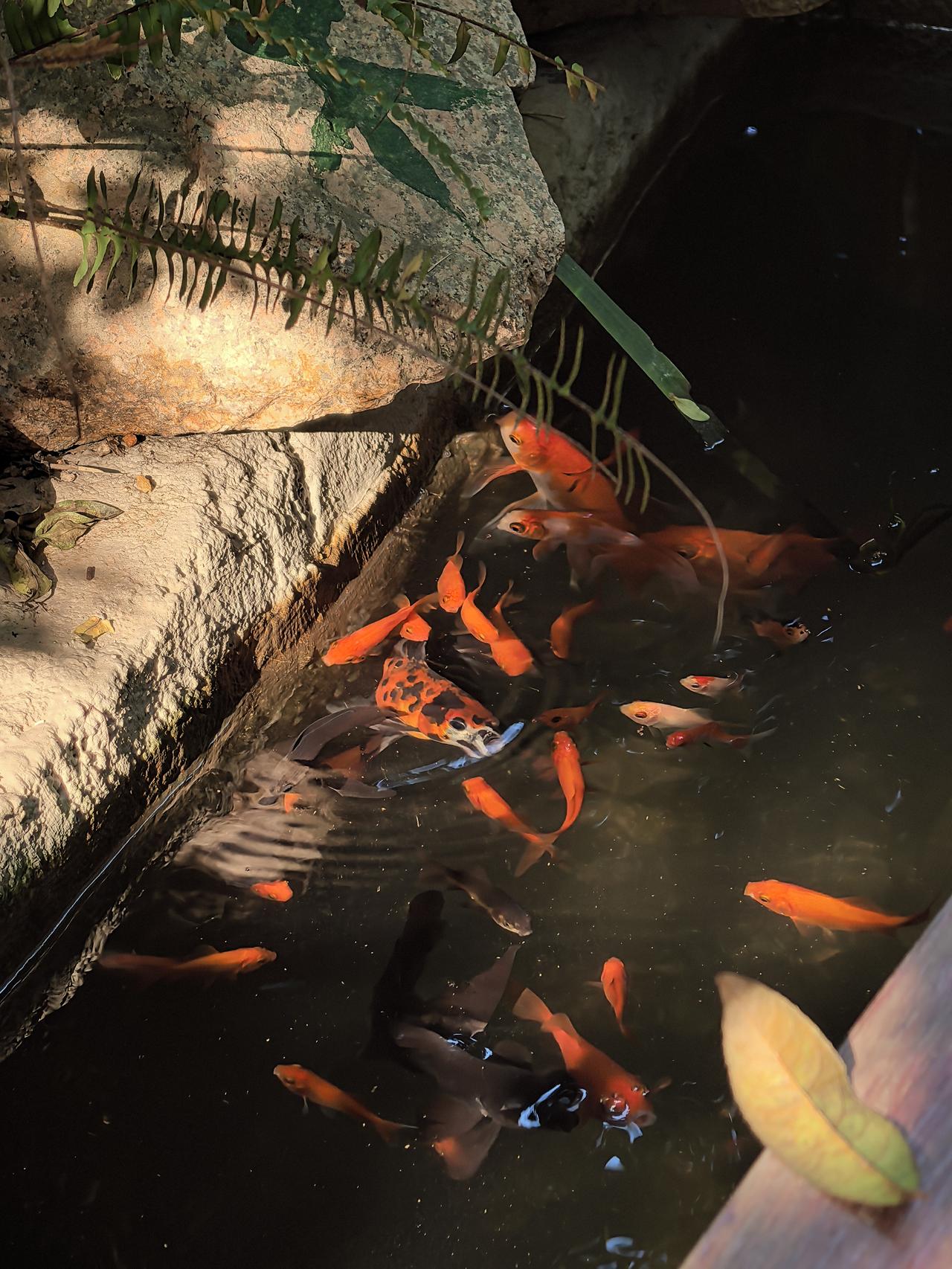 春日生活打卡季我的小鱼池，万物皆有灵，感恩遇见～～～