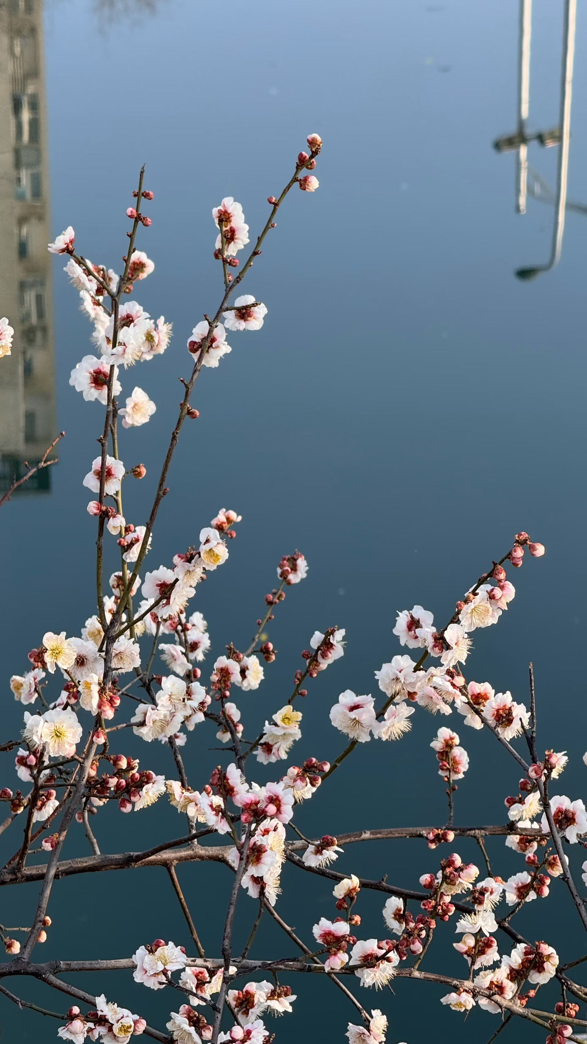 疏影横斜水清浅，梅花摇曳春来了百家车坛