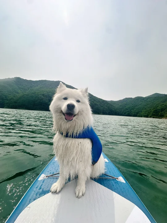 小狗也有桨板照啦