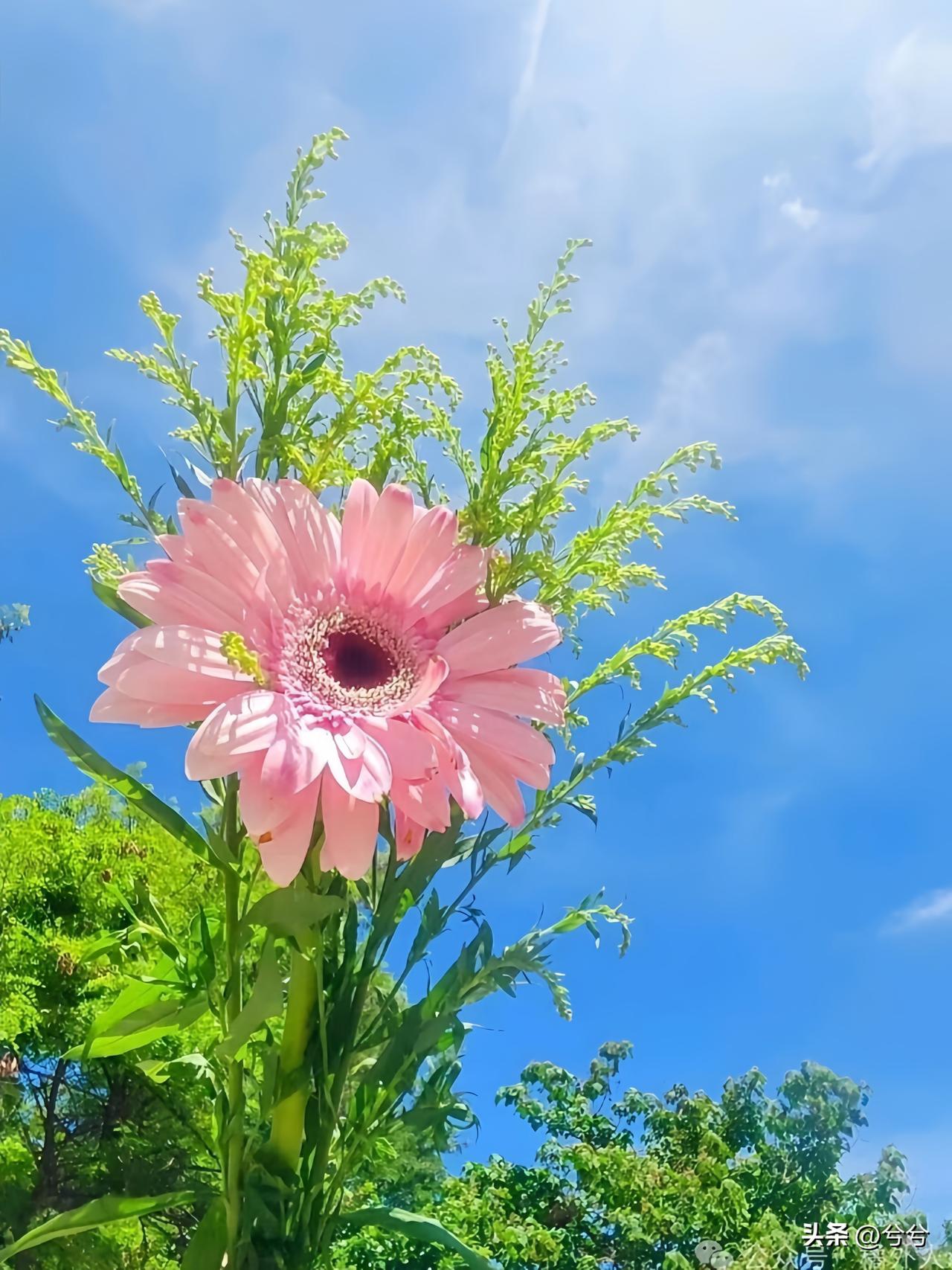 人这一辈子
有人说：
心境总在悄悄变，
以前睡不着，
是因为睡太多了，
现在睡不