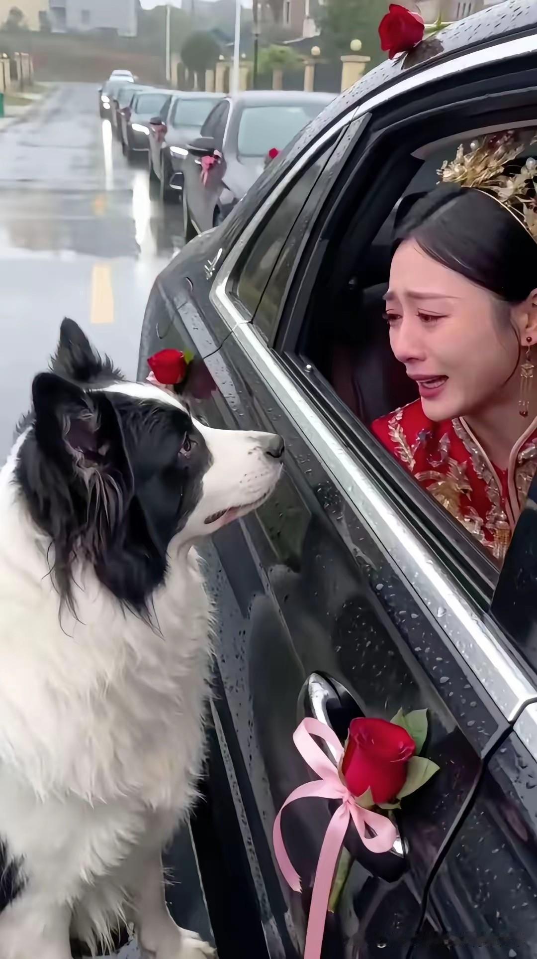 刚刚看到一个图文，很是感人啊！

女孩儿出嫁了，面对心爱的狗狗恋恋不舍 ……
