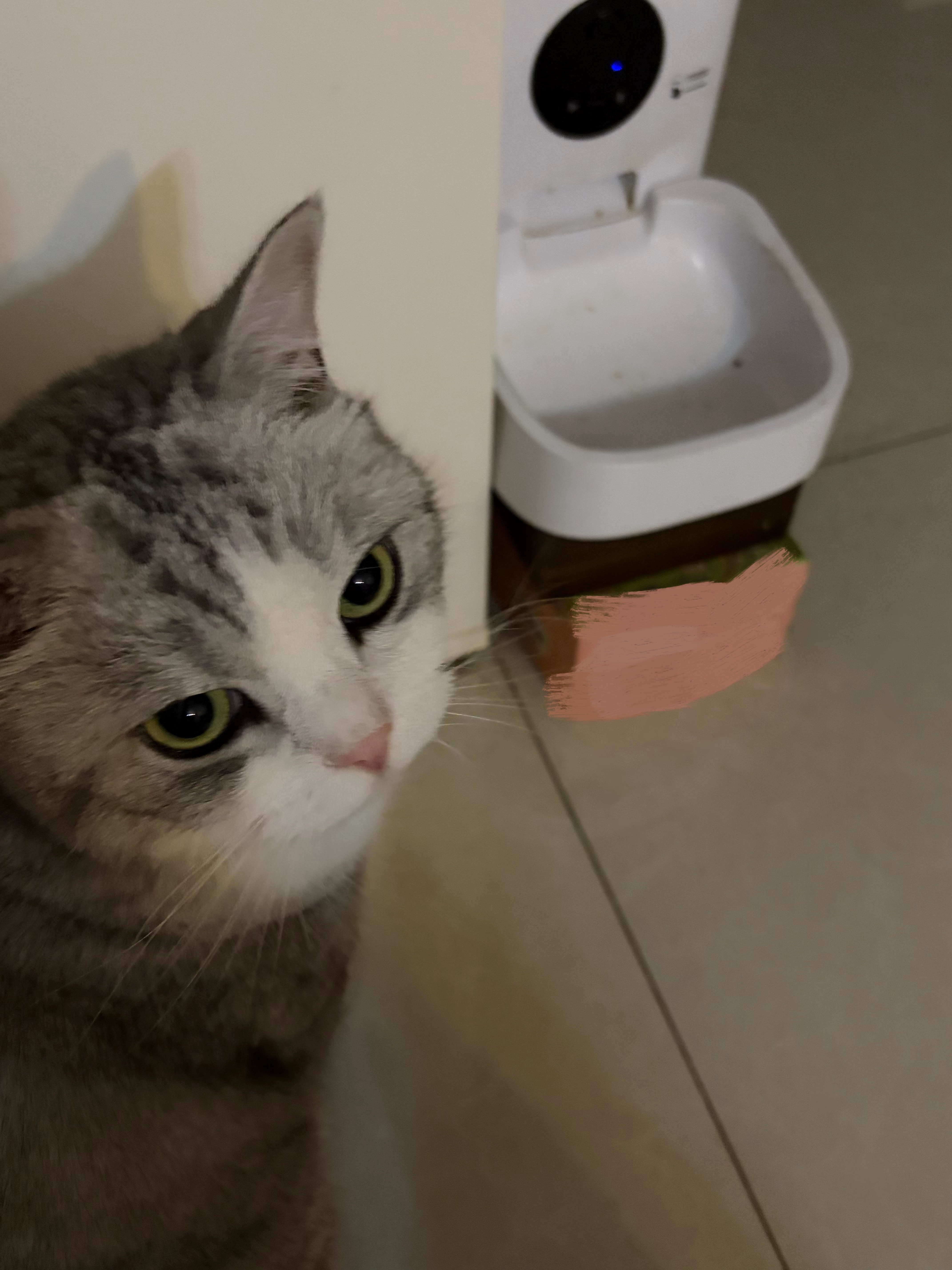 小猫虽然不会讲话，但也蛮好沟通的。如果劈叉特别主动地跳到我身上，用脸蹭我手，发出