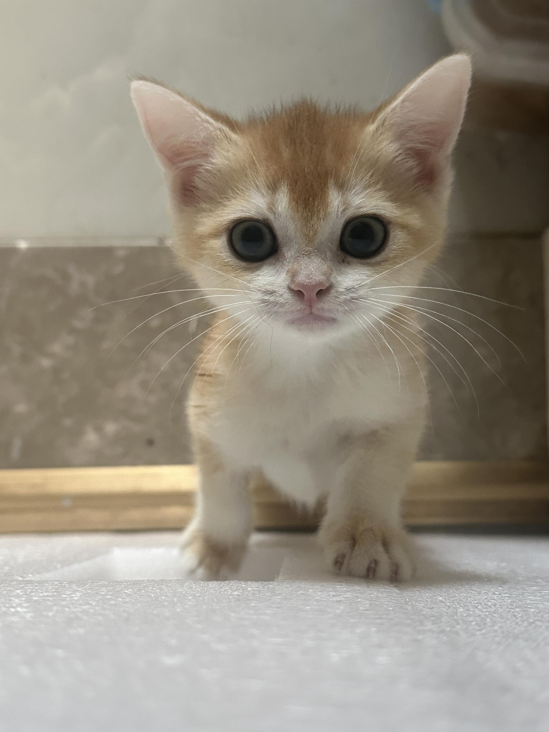 新成员，精神小伙一枚哈！