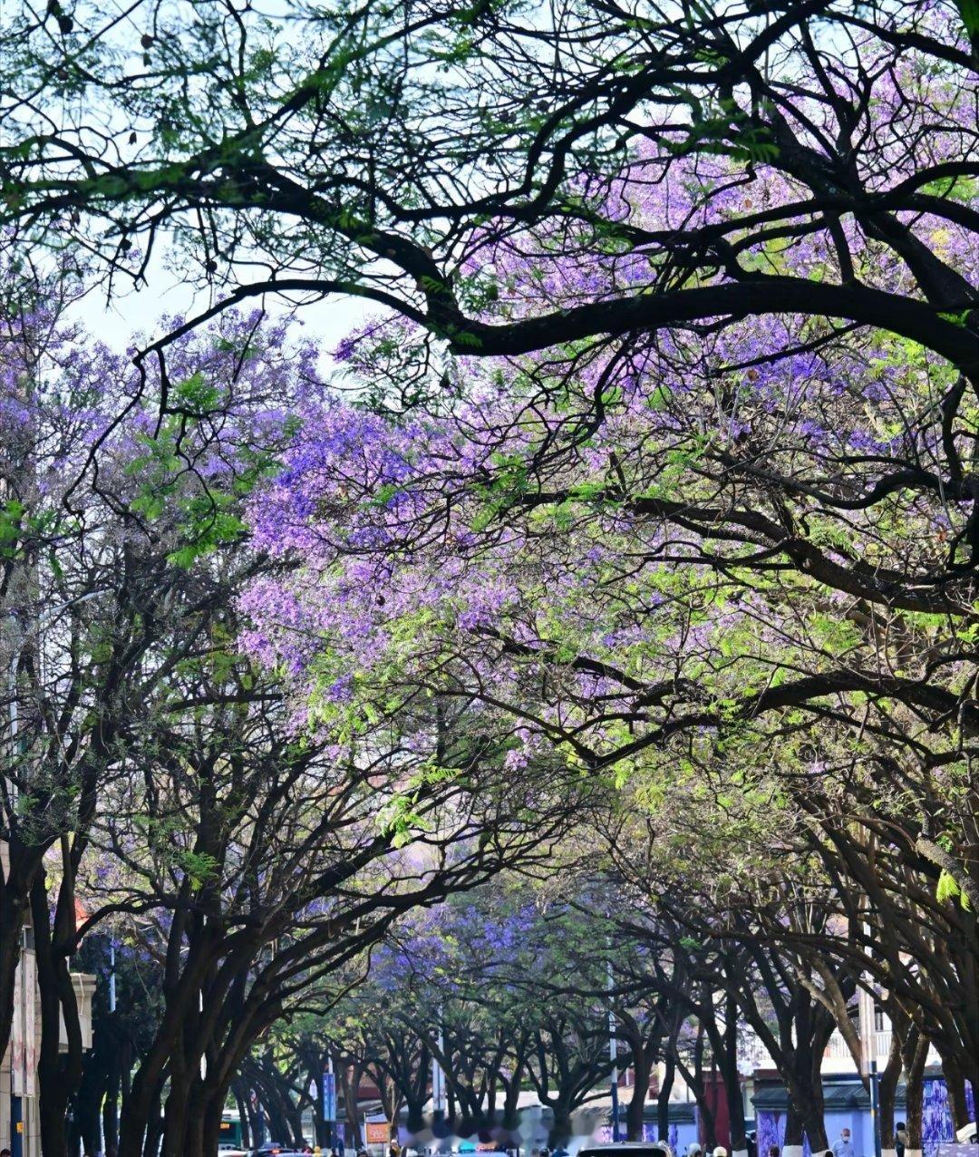 昆明蓝花楹初绽放昆明蓝花楹今日实况 昆明·一二一大街