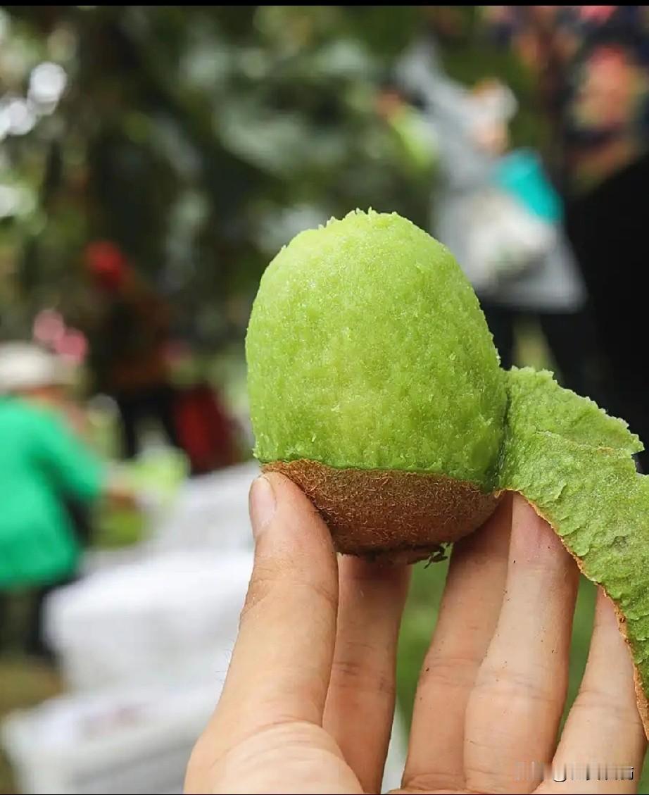 原以为城里卷，没想到在农村，今年的农资行业竟也卷的昏天黑地。
我所在的农资公司，