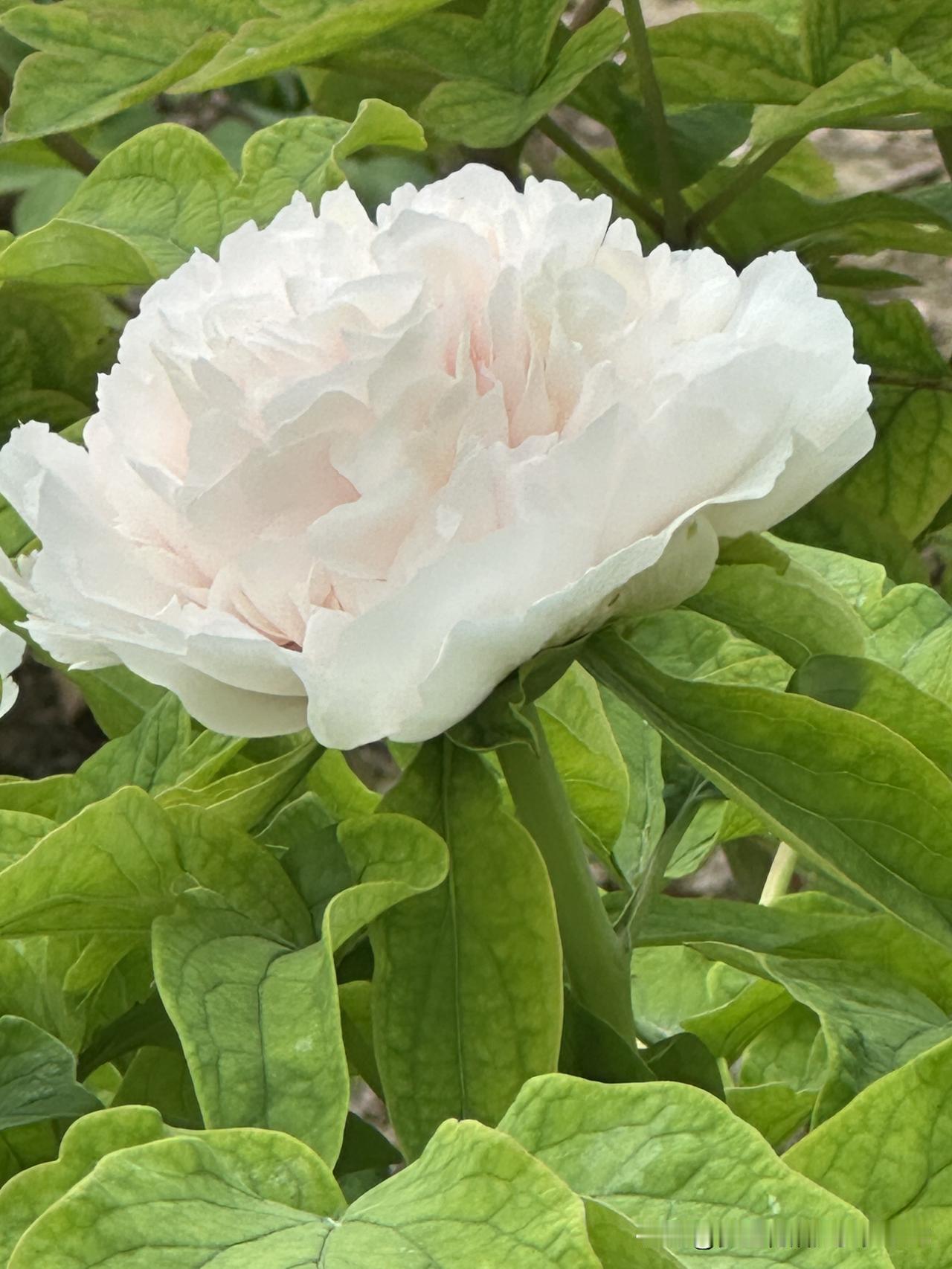 刚去看了牡丹
很惊艳
现在又坐在海棠花树下
闻着花香
整理图片