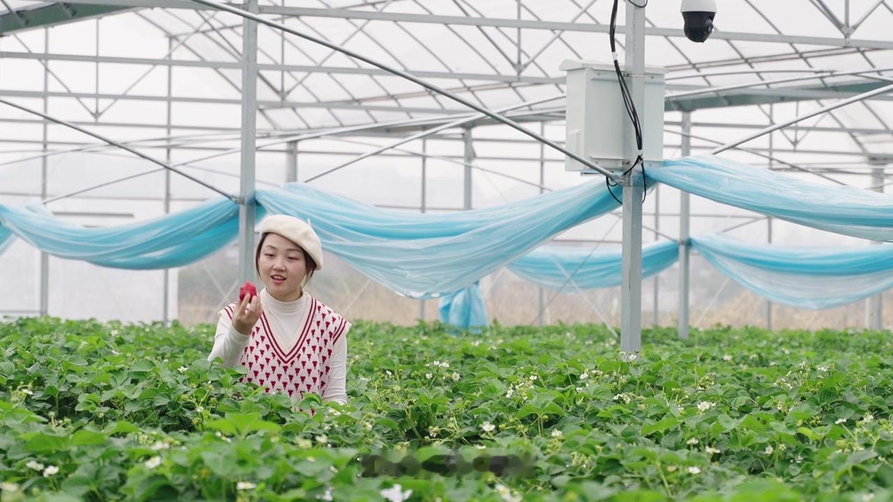 🌸如果春天有味道，那一定是在西周官山的草莓味。

1️⃣春日踏青正当时，不妨来
