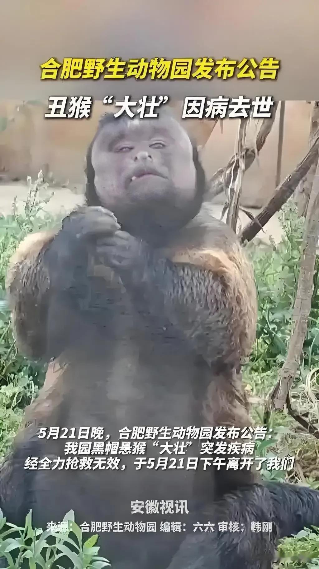 明星猴“大壮”正值家庭幸福事业有成时，却不幸去世。

去年刚结的婚，上个月刚生的