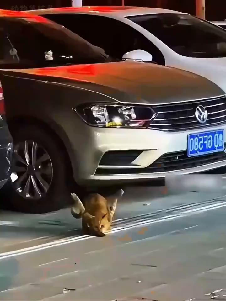 这是让人心痛落泪的瞬间。被活活掰断前肢的流浪猫看见人后应激的逃跑，它嘴里叼着的是