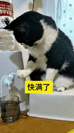 刚刷到这条小猫接水的视频，挺有意思的。主人让家里的黑白花猫帮忙按开关接水，眼看水