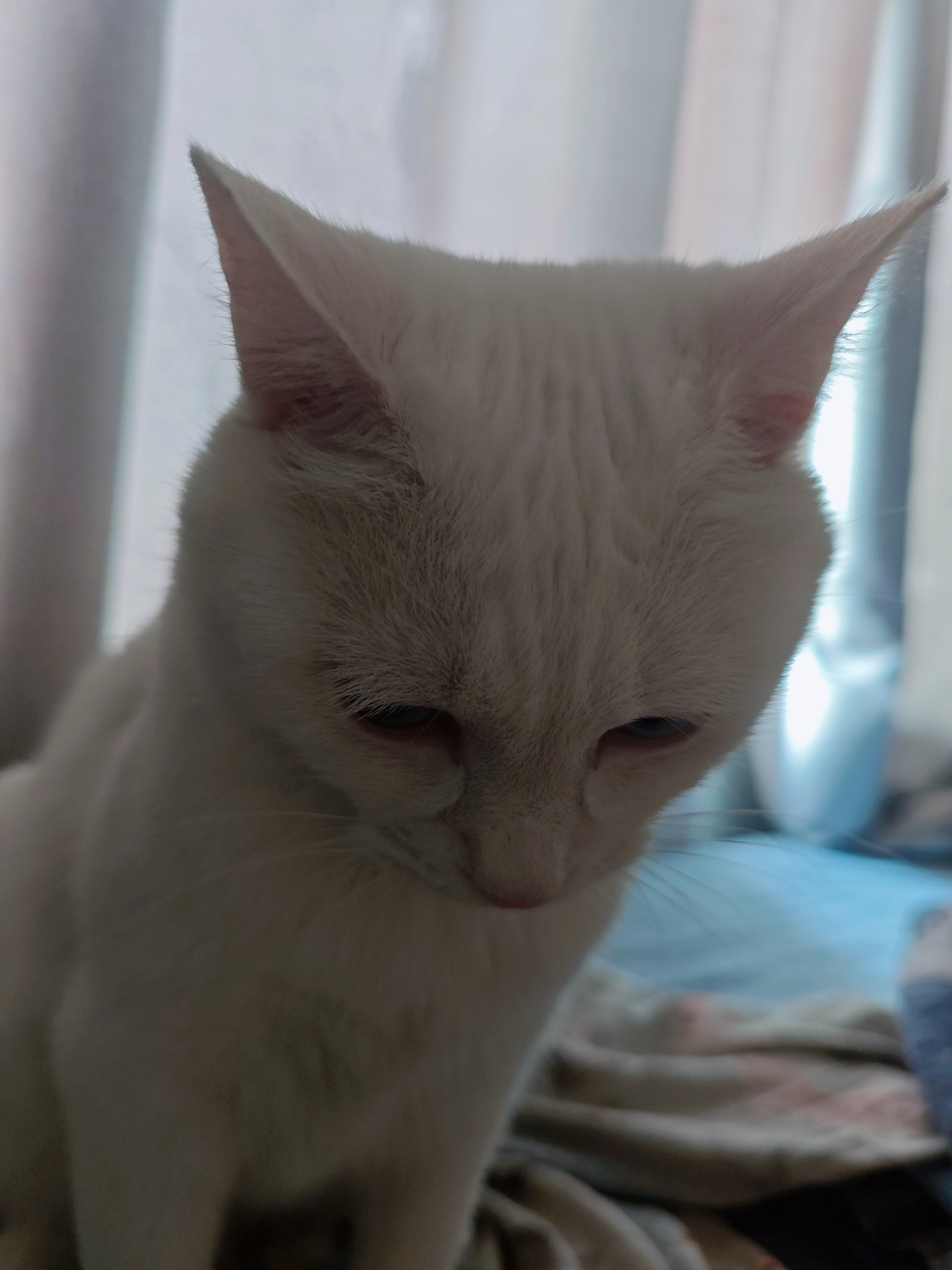 孩儿，我今天真不上班猫粮在盘里，不喊我行不行