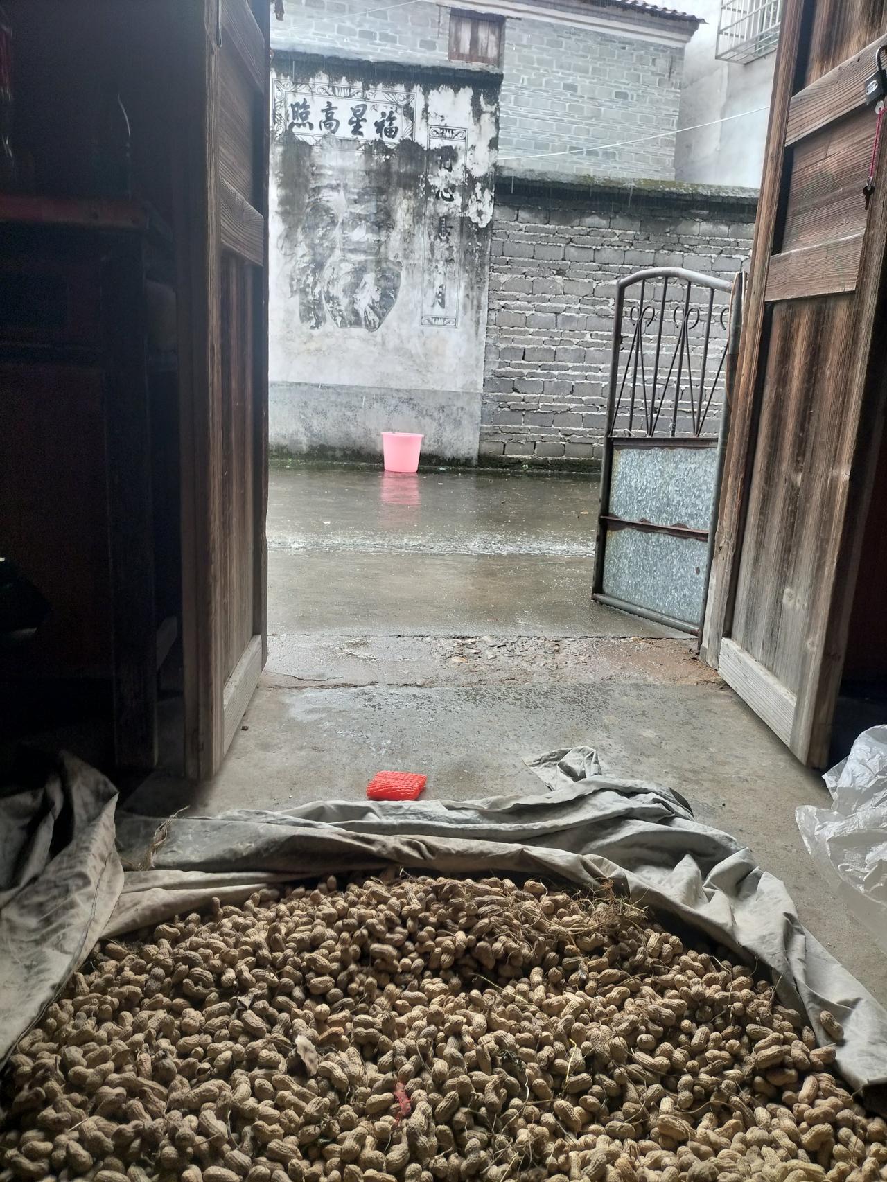 今天下了一天的雨了，晒的花生都没干，这两天都是下雨呀，农村种地，就是怕那个花生没