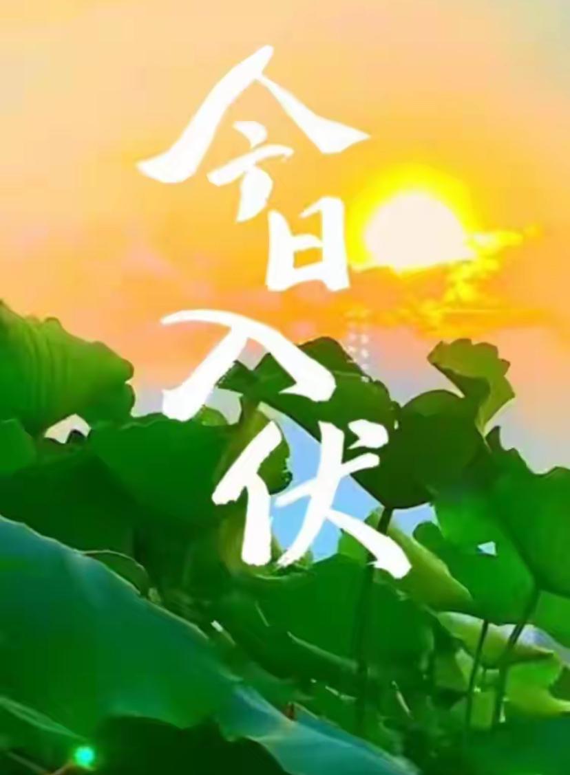 🌺2026./7月15日，伏天静守，暑热不扰，伏窗斟淡茶🌺


盛夏初伏热浪
