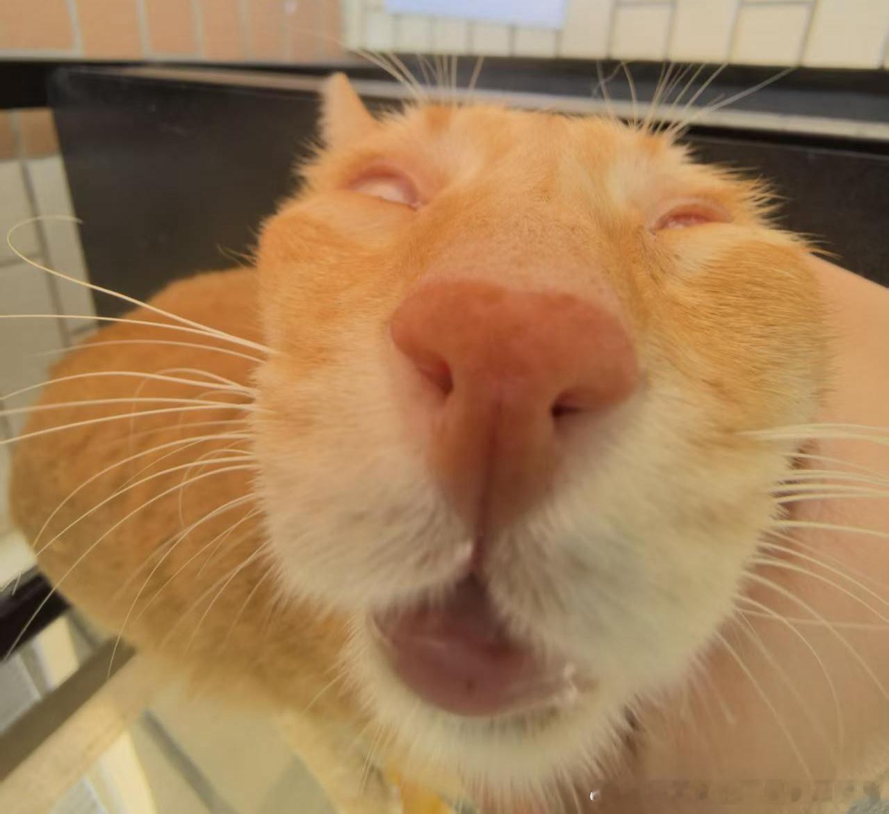 49298【丑猫】您好，问一下这是什么生物 