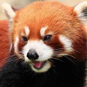 自由的葡萄