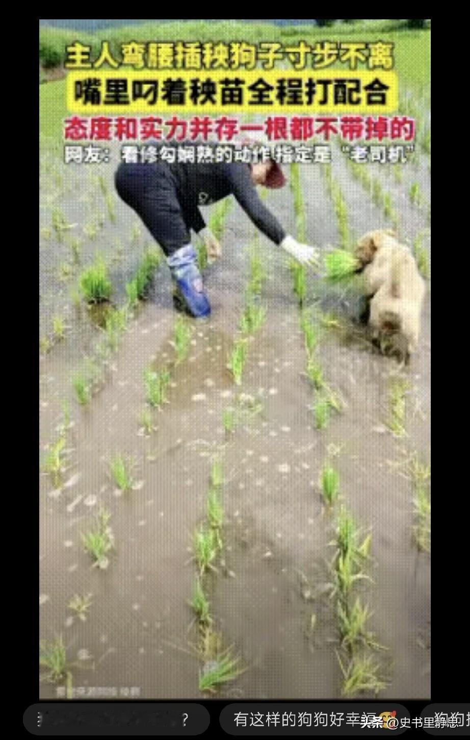 忙的不得了，然后嘴里叼着秧苗全程打配合，态度和实力并存，一根都没有掉，网友：看修
