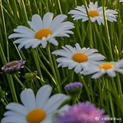 宁愿做一朵篱下的🌸野花，不愿做一朵受恩惠的蔷薇 