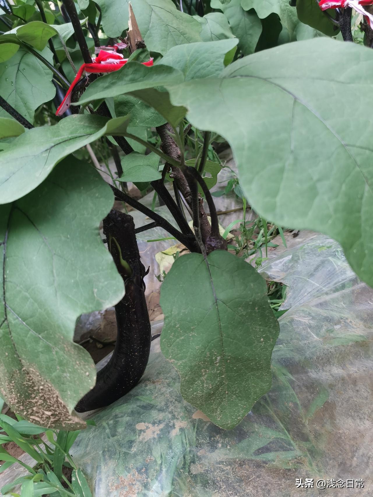 茄子摘心的作用及方法,你知道吗?
种茄子想多结茄子，摘心这步千万别偷懒！把顶端嫩