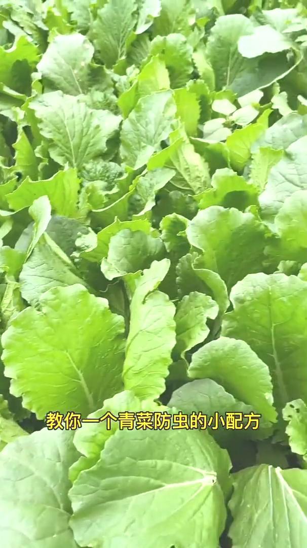防虫小妙招。
教你一个青菜防虫的小配方，只要几毛钱就可以让蔬菜一个虫眼也没有，特
