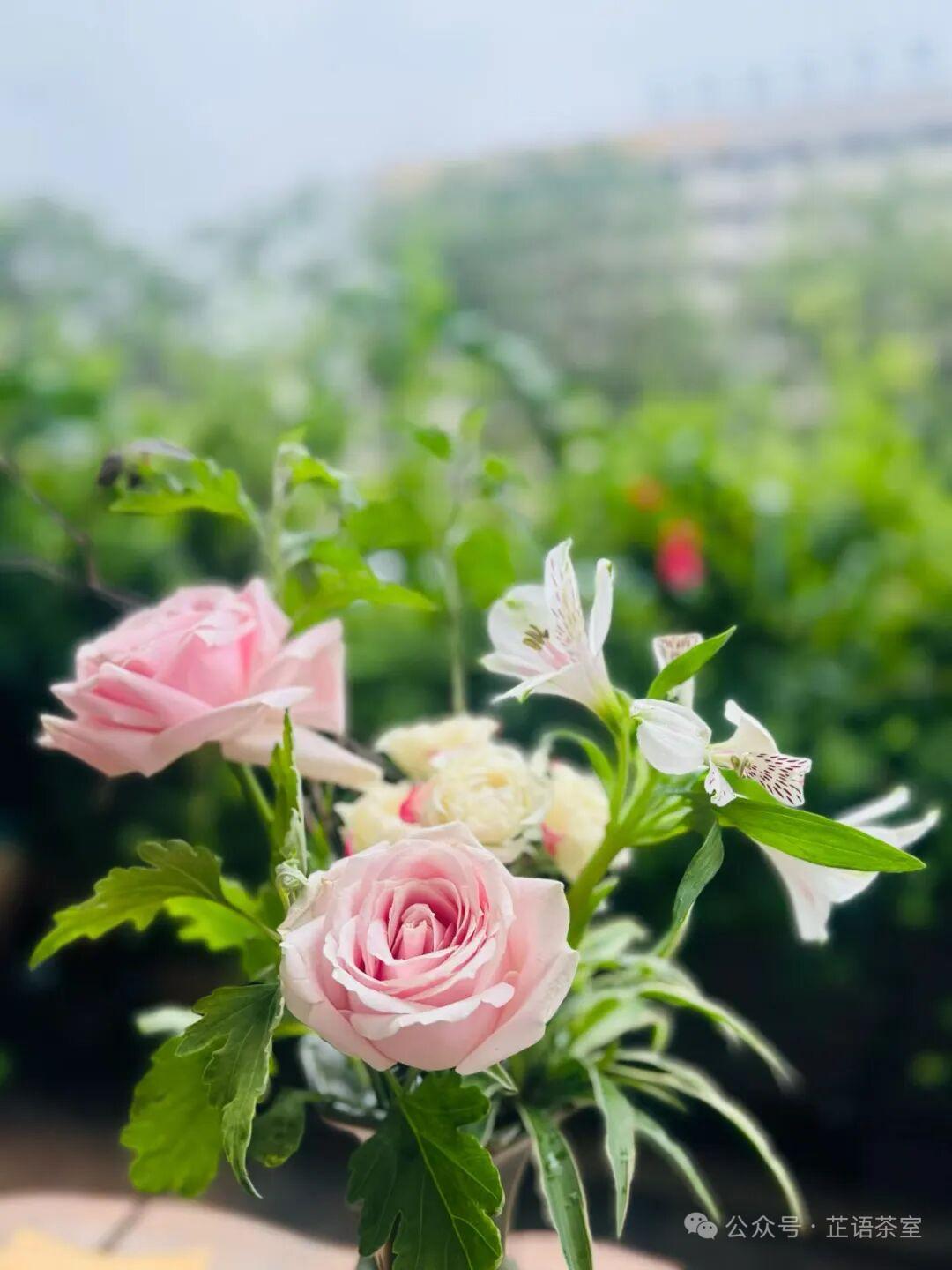 醉花间 · 牵念

常牵念。怕牵念。牵念随花艳。犹记绽花时，追忆围愁脸。
   