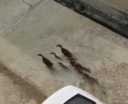 小雷家的6只鸭子都会和邻居家的5只鸭子约会。鸭鸭们会互相等待，在家门口集合完毕后