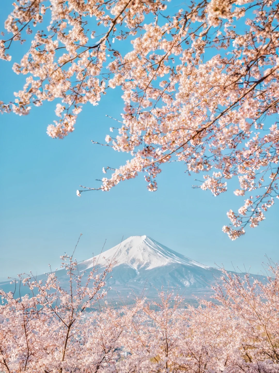 “𝓢𝓪𝓴𝓾𝓻𝓪 𝓑𝓵𝓸𝓸𝓶”