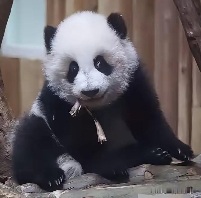 园润生的娃不是应该像狗吗？怎么这次生了一个玩偶[what]
园润在熊猫界开创了小