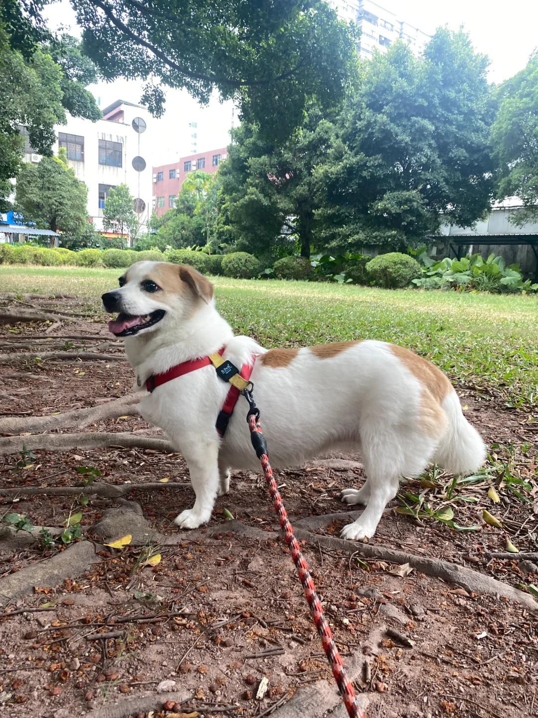 昂头挺胸的的端庄狗狗