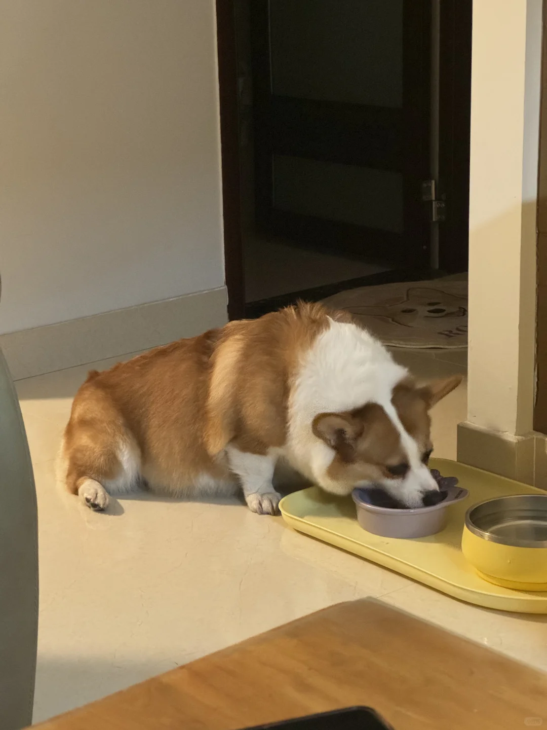 坐着吃饭的懒狗🐶