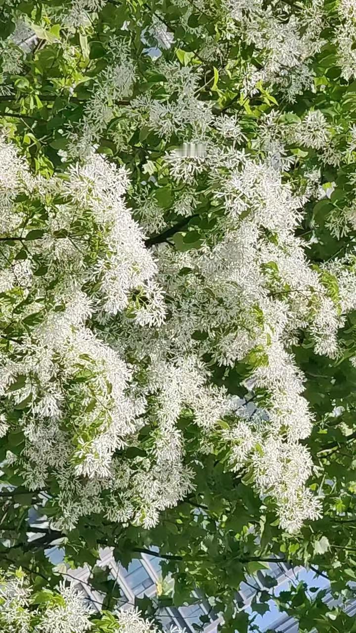 ，什么花都行中华好诗词平常心诗歌原创小说文学
七绝二首·雨后赏花2603
（20