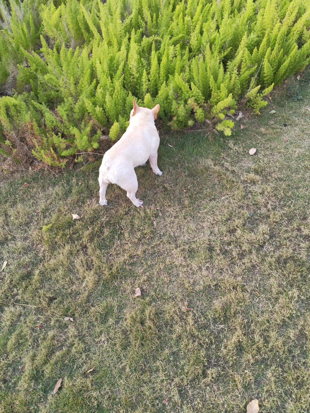 放出一只小狗 晒太阳
