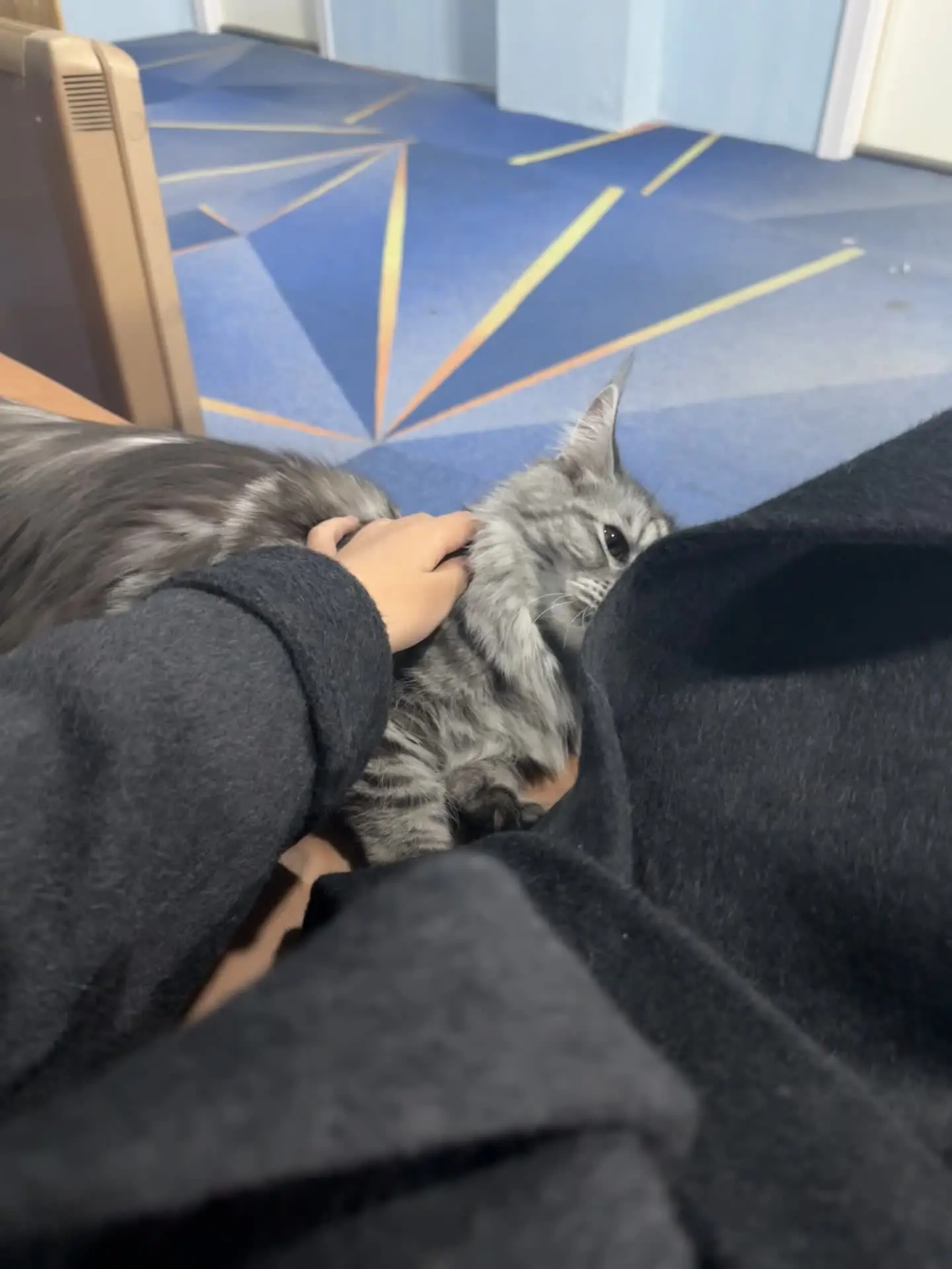 小猫日记 我镜头下的小猫